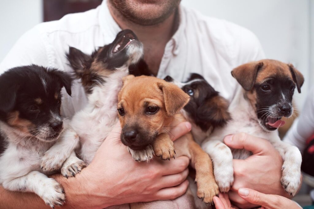young-man-holding-5-puppies-in-his-hands-cute-gog-2022-03-30-20-23-39-utc-1024x683 About Us