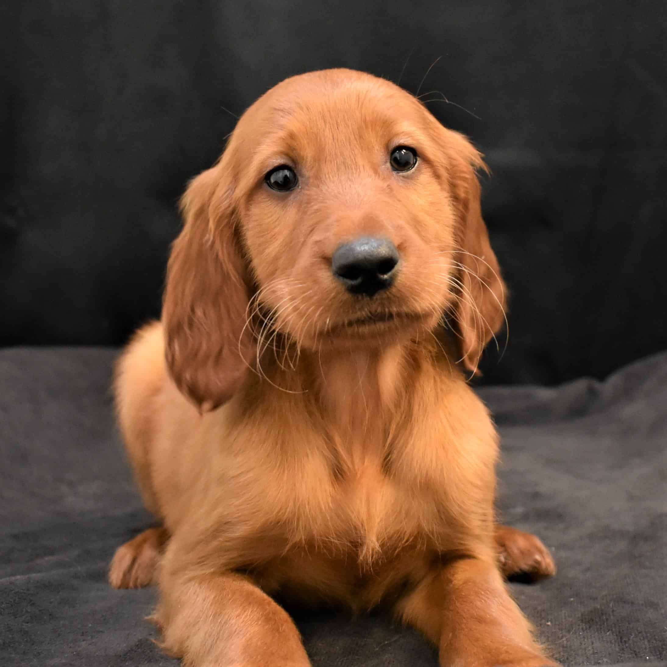 Irish Setter Puppies from PA