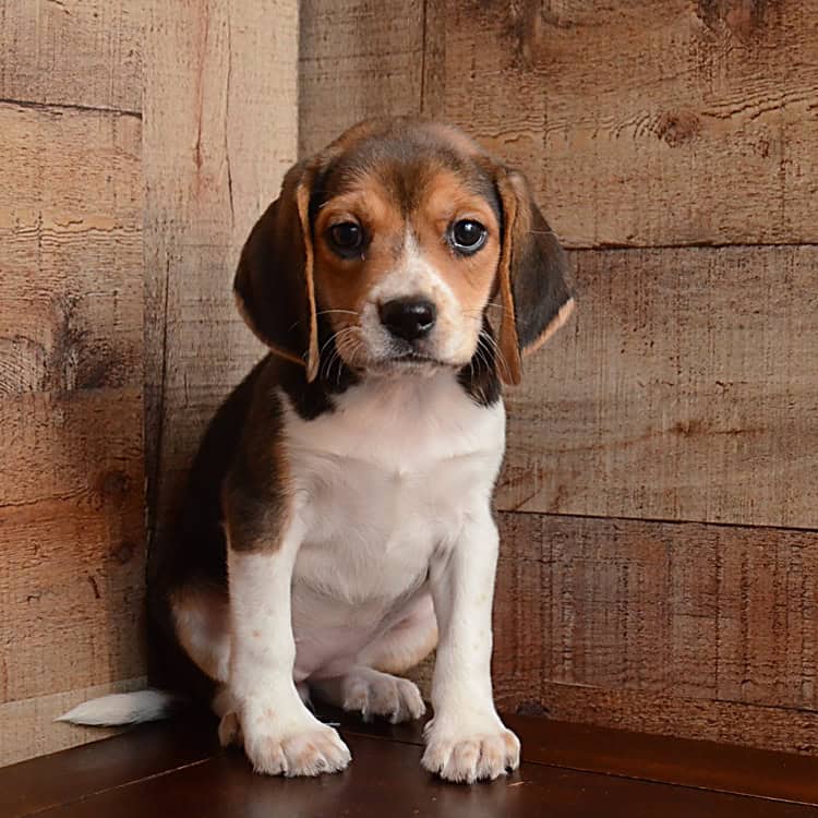 Beagle Puppies from PA