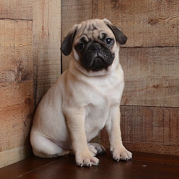 Pug Puppies from PA