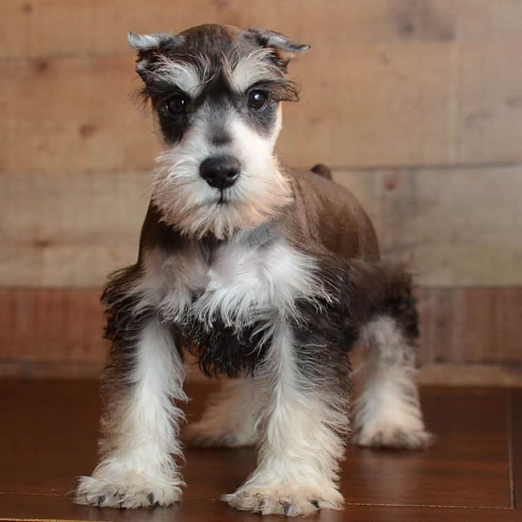 Miniature Schnauzer – Puppies From Pa