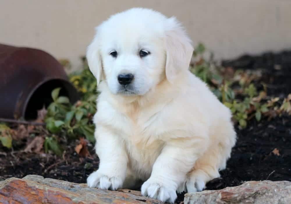 Golden Retriever English Cream – Puppies from PA