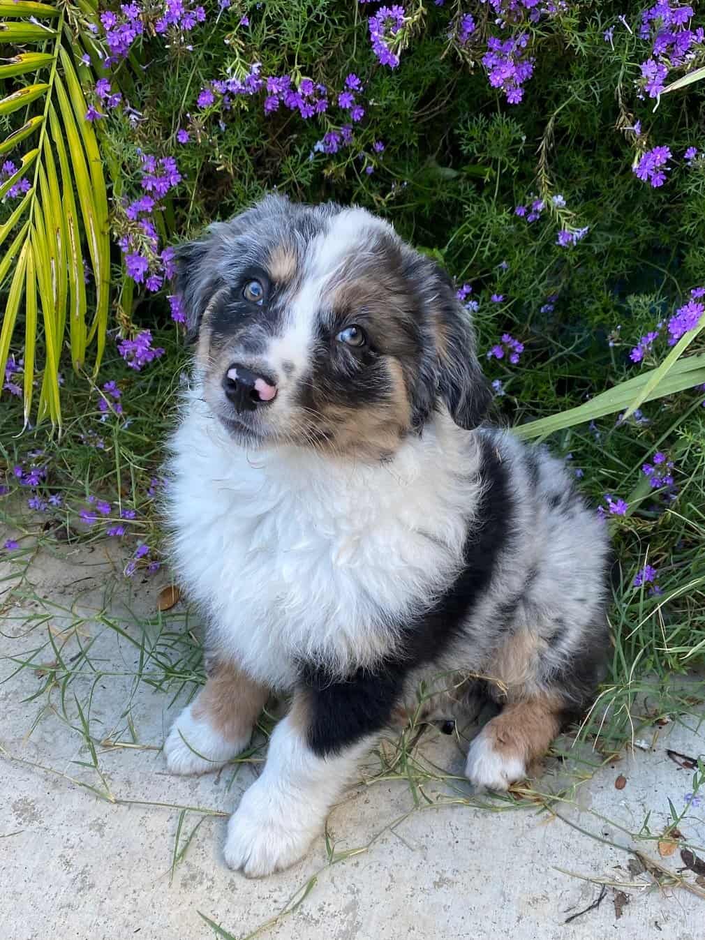 Australian Shepherd Puppies from PA