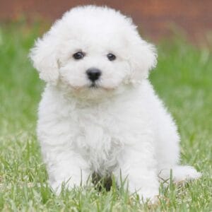 Bichon Frise