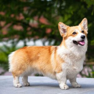Pembroke Welsh Corgi