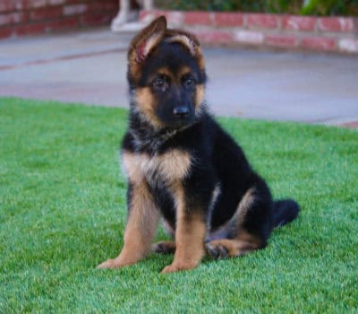 German Shepherd – Puppies from PA