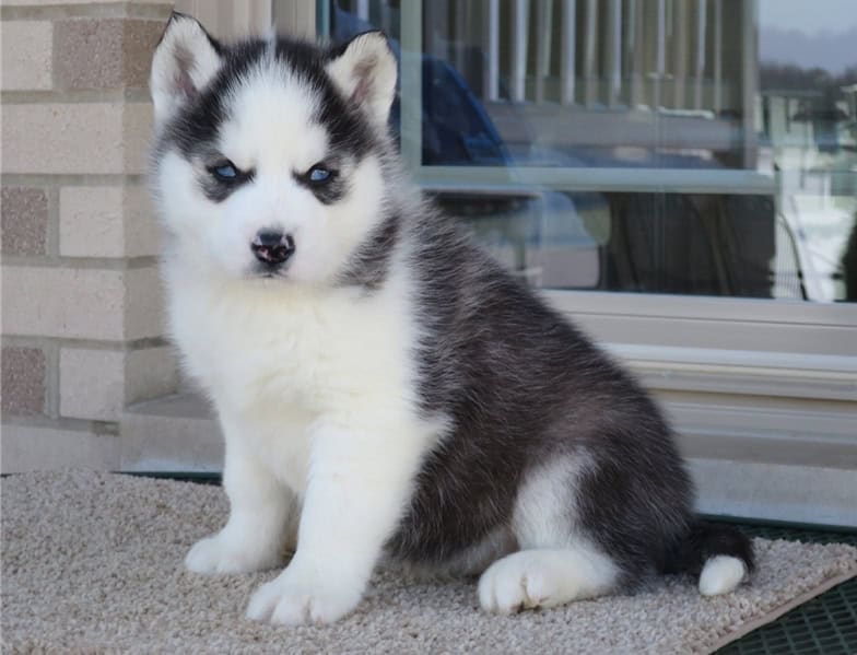 Siberian Husky Puppies from PA
