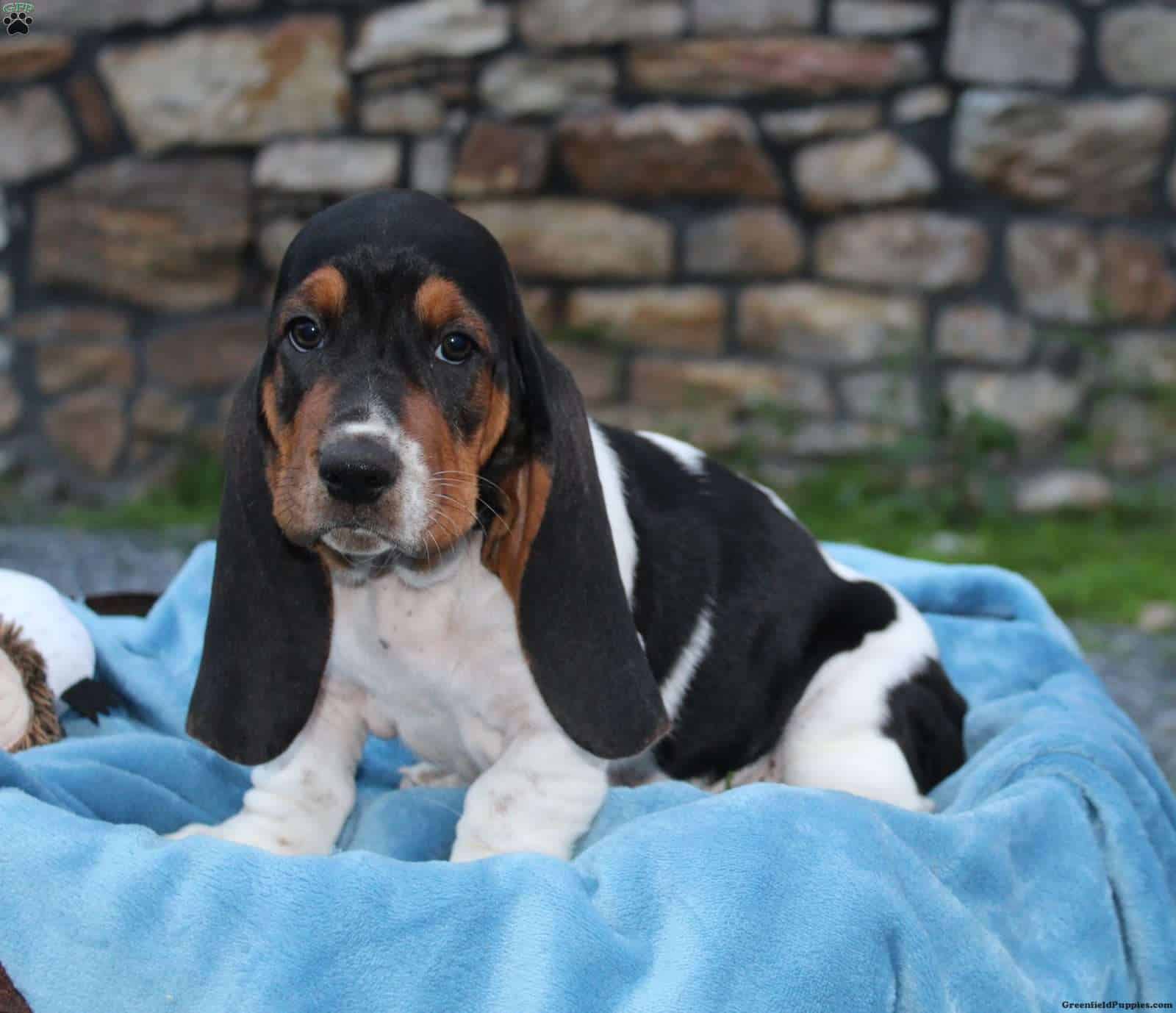 Basset Hound – Puppies From PA