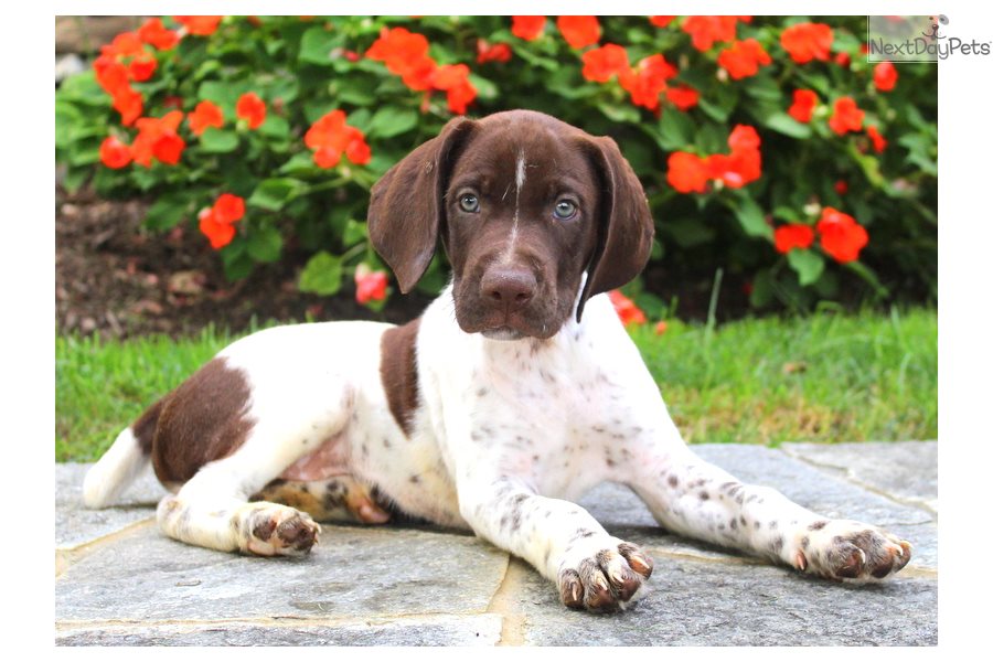 German Shorthaired Pointer – Puppies from PA