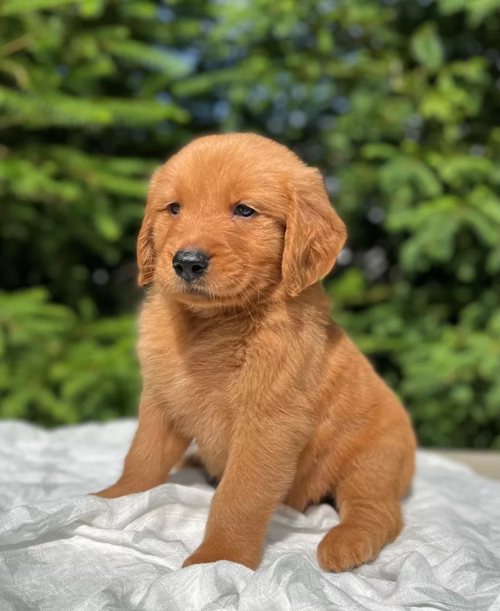 Golden Retriever – Puppies from PA