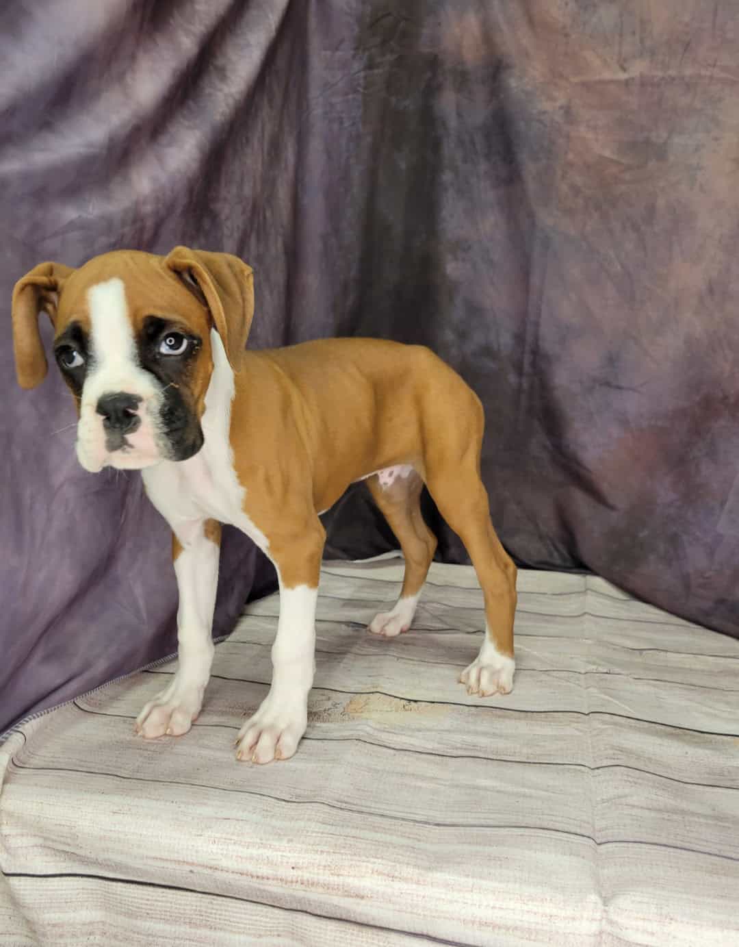 Boone (Male) Puppies from PA