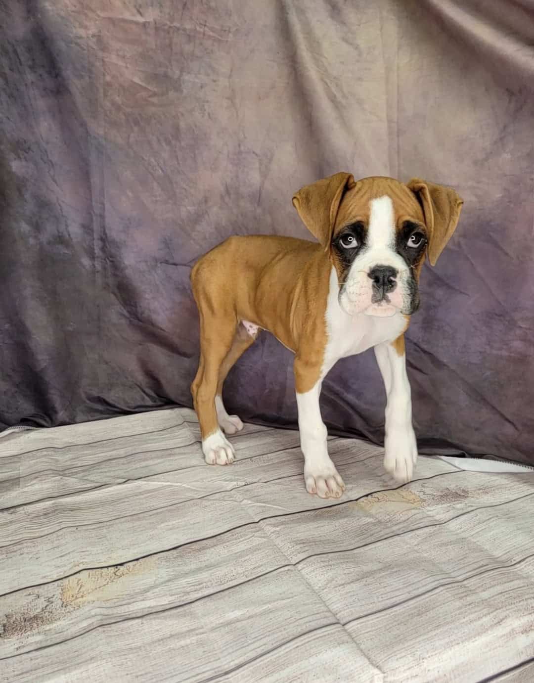 Boone (Male) Puppies from PA