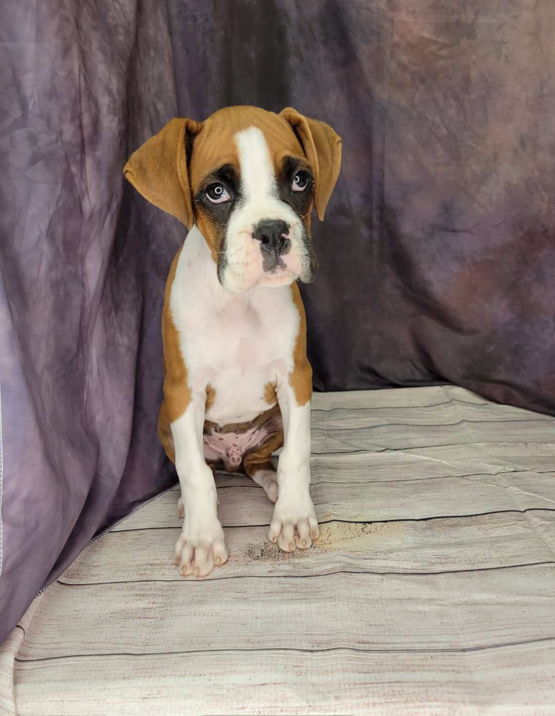 Boone (Male) Puppies from PA