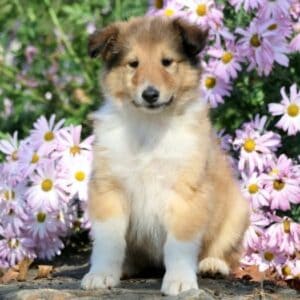 Collie