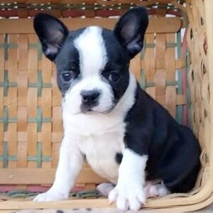 Frenchton