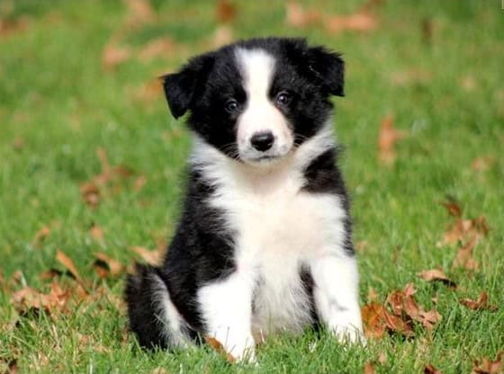 Border Collie – Puppies from PA