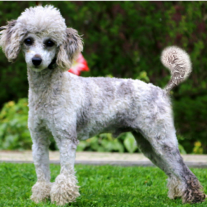 banjo-300x300 Banjo-Miniature Poodle Stud Service