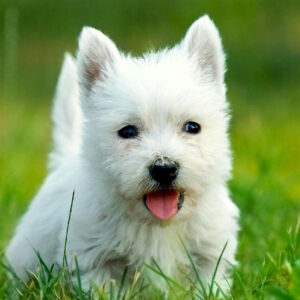 West-Highland-White-Terrier-300x300 Home