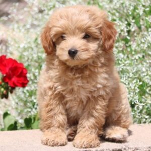 Pomapoo
