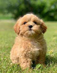 shihpoo Home