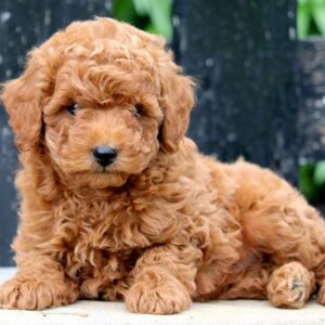 Bichapoo