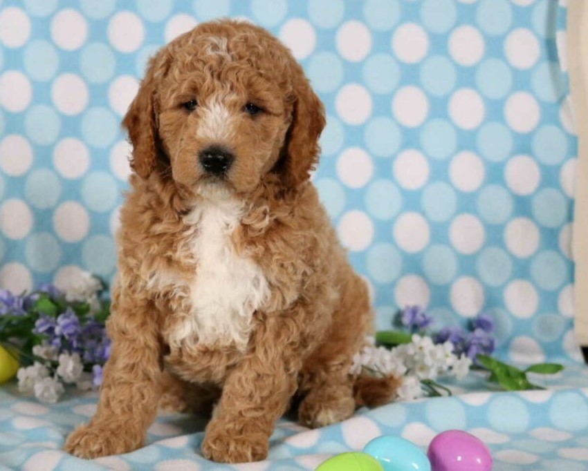 Benson (Male) Puppies from PA