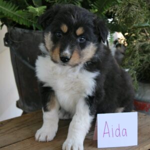 aida2-300x300 Aida (Female)