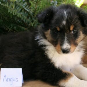 angus-300x300 Angus (Male)