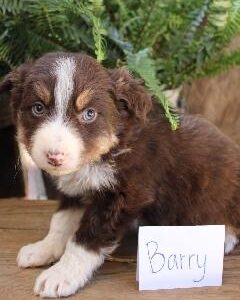 barry-2-240x300 Barry (Male)