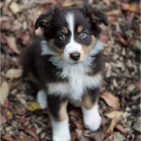 Border Collie Aussie Mix – Puppies from PA