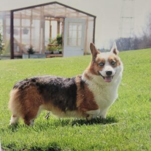 prince-300x300 Prince- Pembroke Welsh Corgi Stud Service