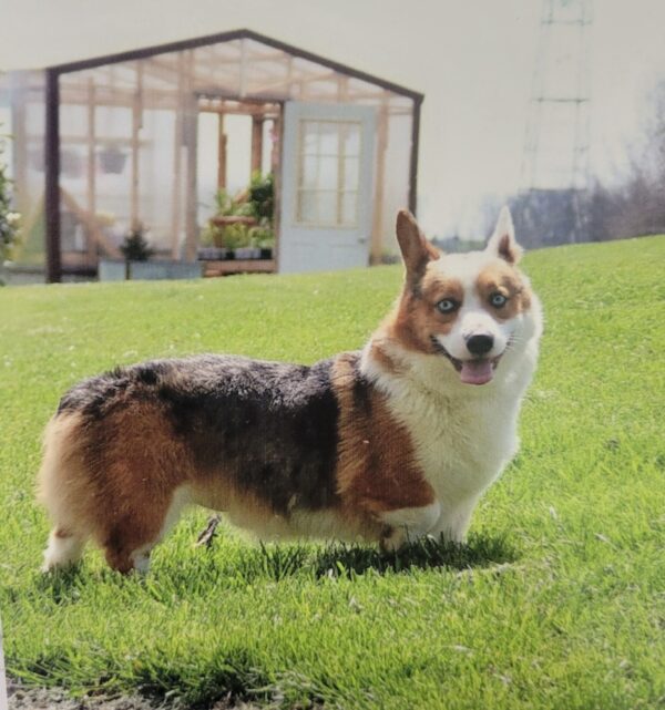 prince-600x641 Prince- Pembroke Welsh Corgi Stud Service