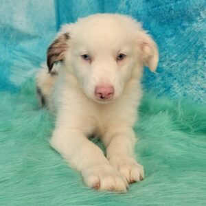 Australian Shepherd, Mini – Puppies from PA