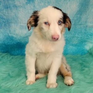 Australian Shepherd, Mini – Puppies from PA