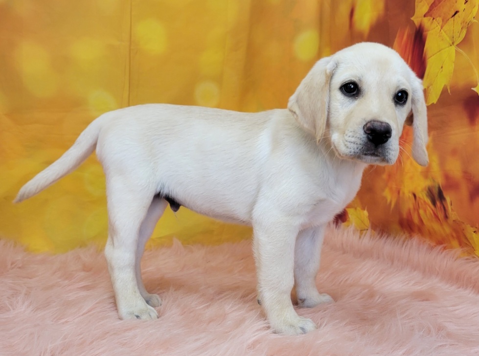 Luke (Male) Labrador Retriever 1899.99 Puppies from PA