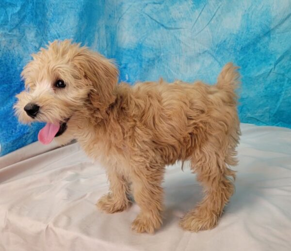 Steven-2-600x518 Steven (Male) Schnoodle $899.99 (Found Loving Home)