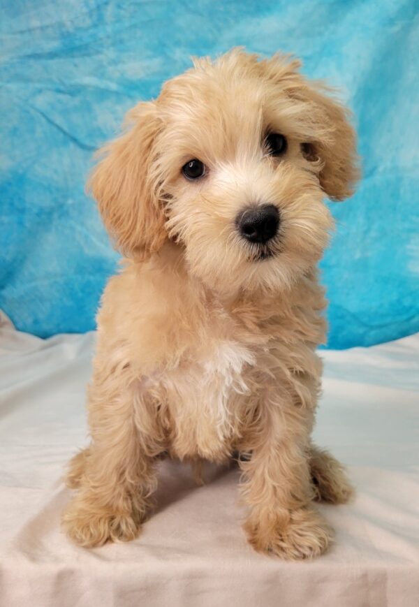 Steven-3-600x869 Steven (Male) Schnoodle $899.99 (Found Loving Home)