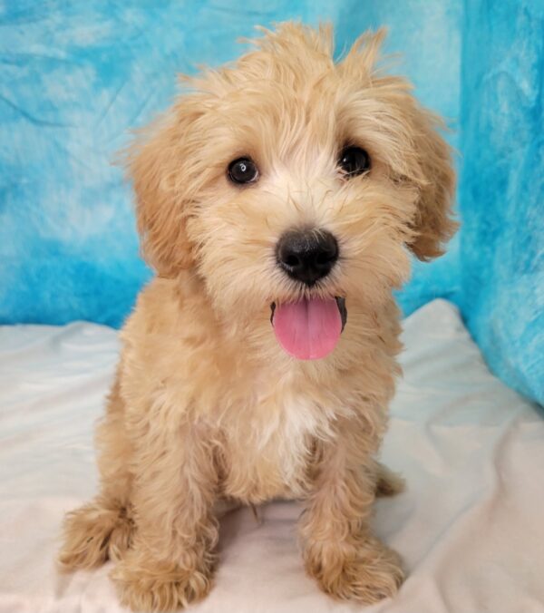 Steven-4-600x676 Steven (Male) Schnoodle $899.99 (Found Loving Home)