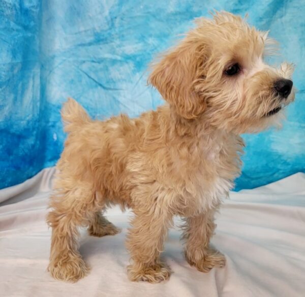 Steven-600x585 Steven (Male) Schnoodle $899.99 (Found Loving Home)