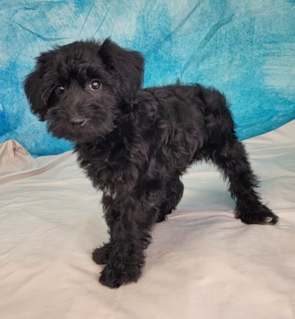 Susie-2-600x650 Suzie (Female) Schnoodle $1799.99 (Found Forever Home)
