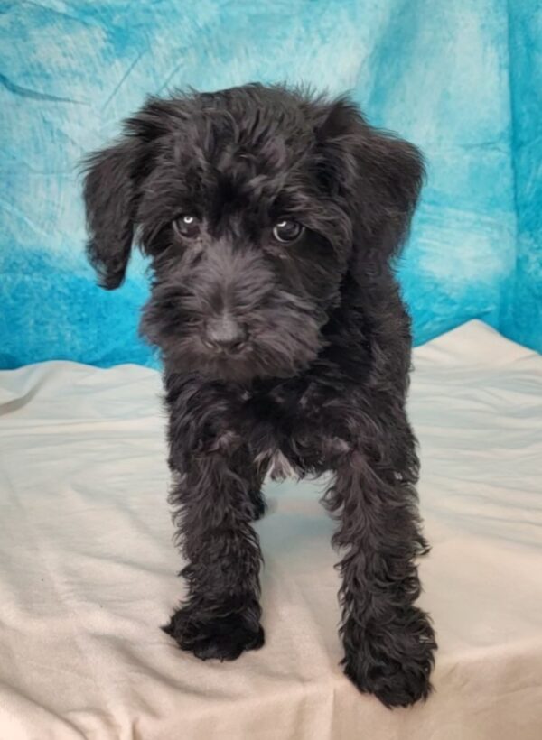 Susie-3-600x820 Suzie (Female) Schnoodle $1799.99 (Found Forever Home)