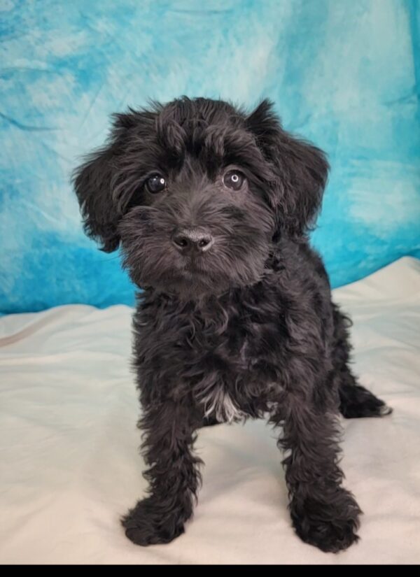 Susie-4-600x825 Suzie (Female) Schnoodle $1799.99 (Found Forever Home)