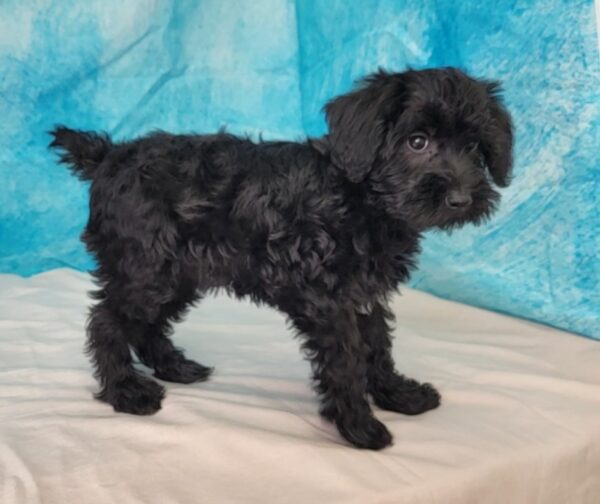 Suzie-600x504 Suzie (Female) Schnoodle $1799.99 (Found Forever Home)