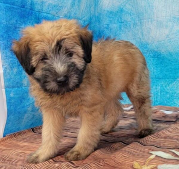 Willow-2-600x568 Willow (Female) Soft Coated Wheaten Terrier $799.99 (Found that PERFECT Home)