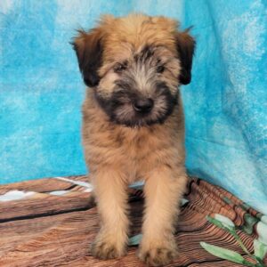 Willow-3-300x300 Willow (Female) Soft Coated Wheaten Terrier $799.99 (Found that PERFECT Home)