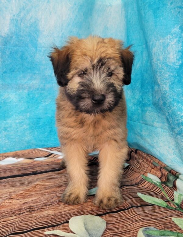 Willow-3-600x777 Willow (Female) Soft Coated Wheaten Terrier $799.99 (Found that PERFECT Home)