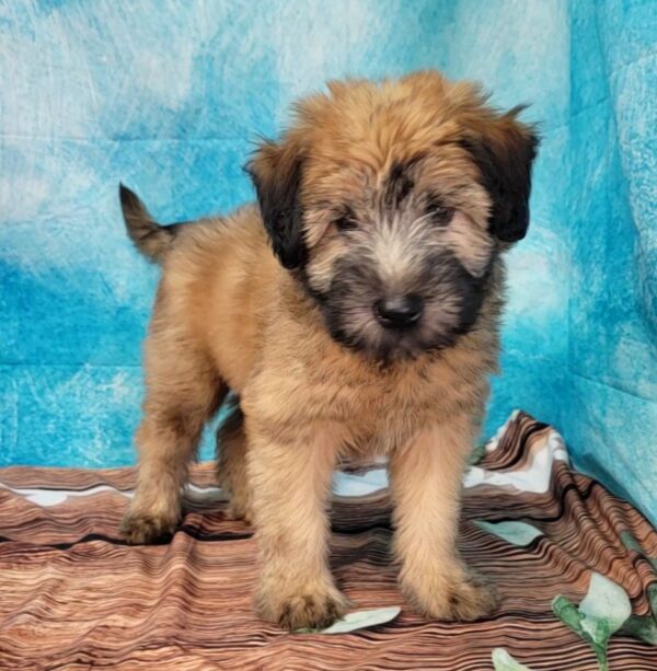 Willow-4-600x613 Willow (Female) Soft Coated Wheaten Terrier $799.99 (Found that PERFECT Home)