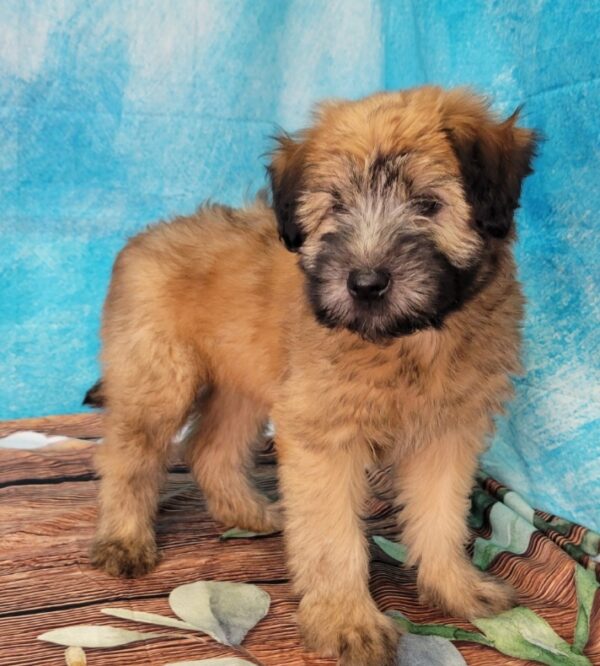 Willow-600x666 Willow (Female) Soft Coated Wheaten Terrier $799.99 (Found that PERFECT Home)