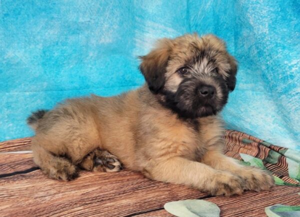 Winter-2-600x435 Winter (Female) Soft Coated Wheaten Terrier $799.99 (Found Loving Home)