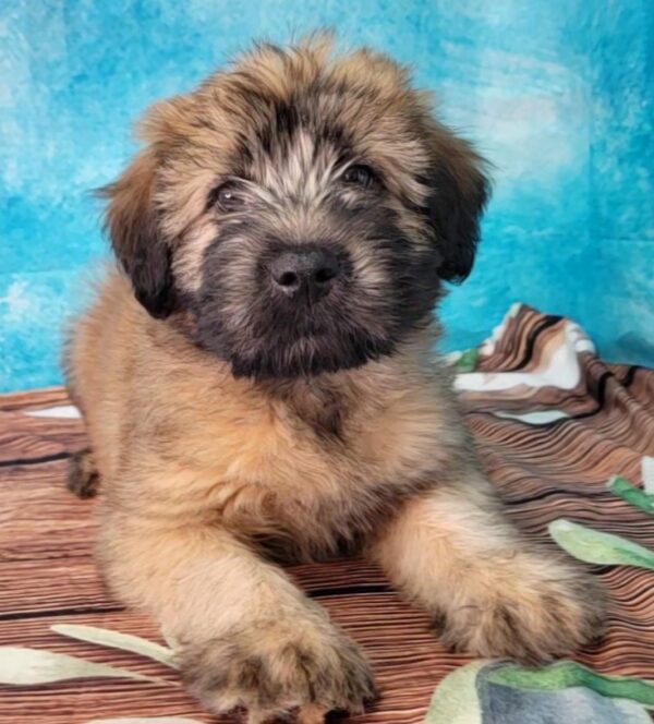 Winter-3-600x664 Winter (Female) Soft Coated Wheaten Terrier $799.99 (Found Loving Home)